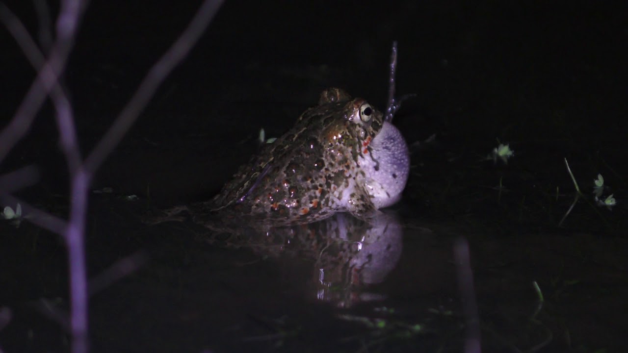 Despues de la tormenta, ranas y sapos