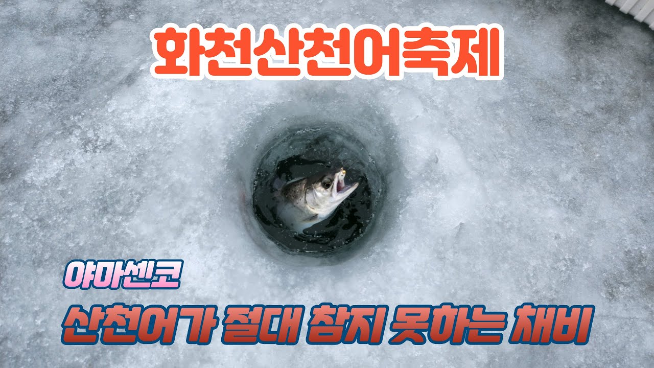 화천산천어축제 나만아는 비밀 미끼 공개!! #화천산천어축제 #얼음낚시