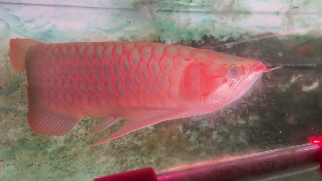 Cách thức dọn rêu trong hồ