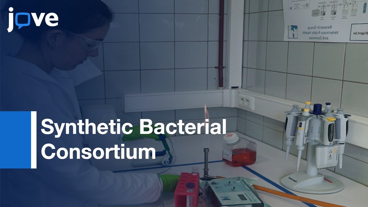 Synthetic Bacterial Consortium Viability Assessment | Protocol Preview