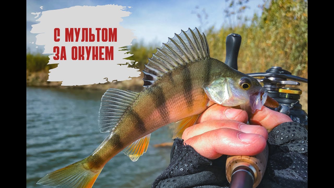 С Мультом за окунем | Shimano curado bfs | Ловля окуня на джиг