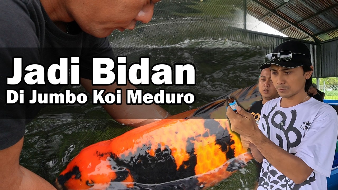 Mijahin Karashi Di Jumbo Koi Madura Mohon Doanya Semoga Sukses
