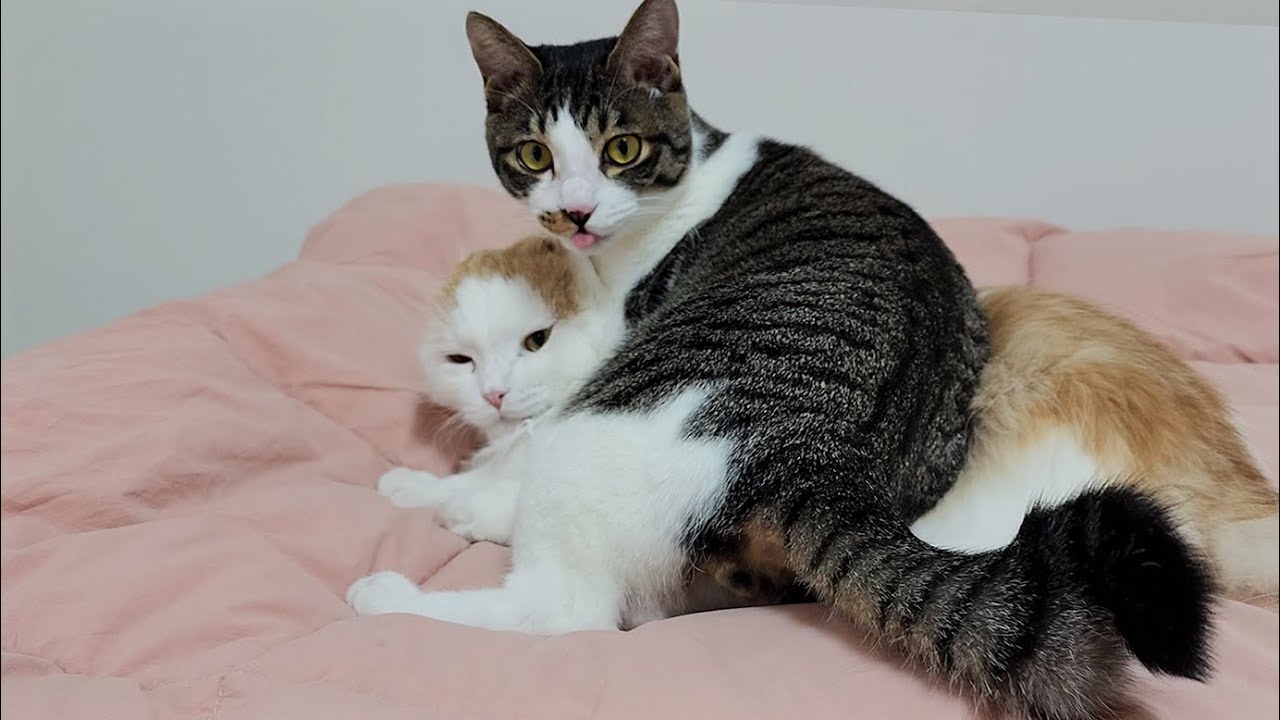 The Rescued Kitten Wants To Express His Love To the Big Cat