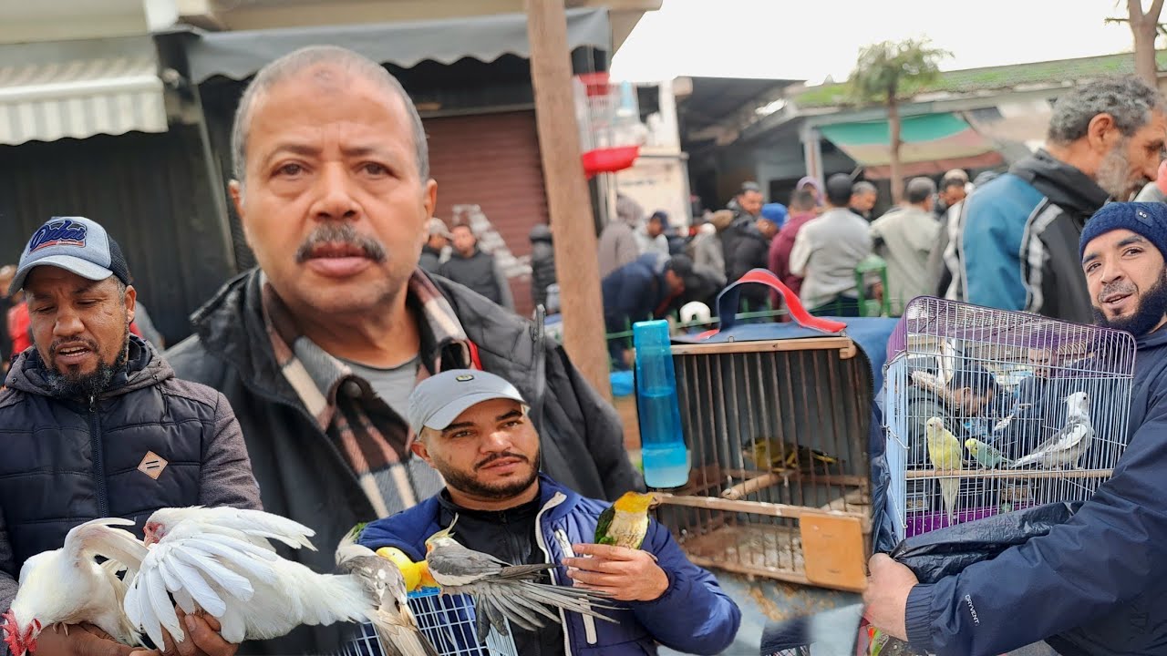 سوق القريعة للطيور والحيوانات بالدار البيضاء 🇲🇦اليوم السبت 2026/1/10 الحسون المهاجر الخير موجود