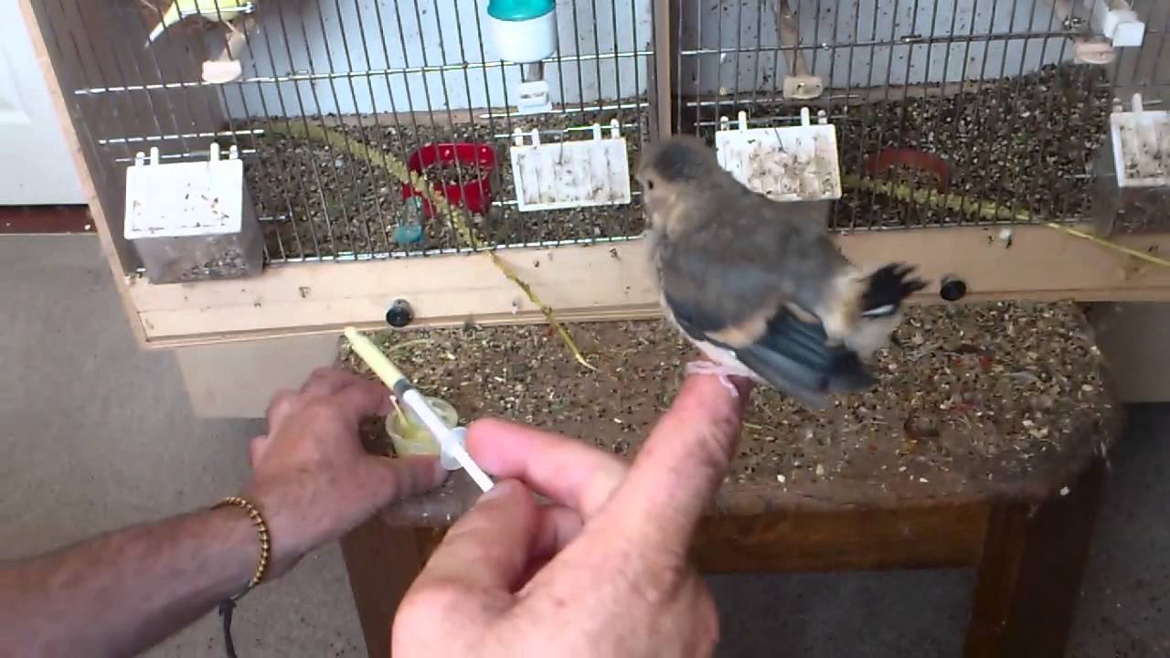hand feeding bullfinch x goldfinch hybrid