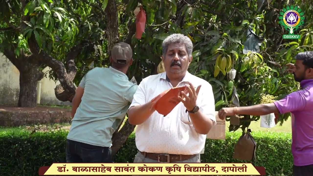 आंबा बॅगिंग 
