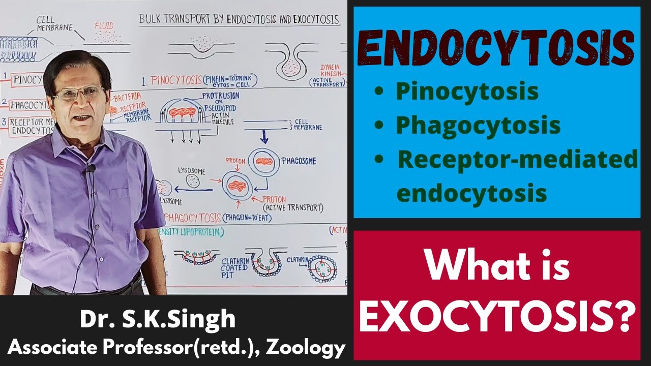 Endocytosis & Exocytosis || Biology || B.Sc. 1st Year