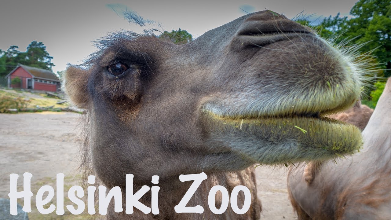 Helsinki Zoo - Long Eared Fox Missing!