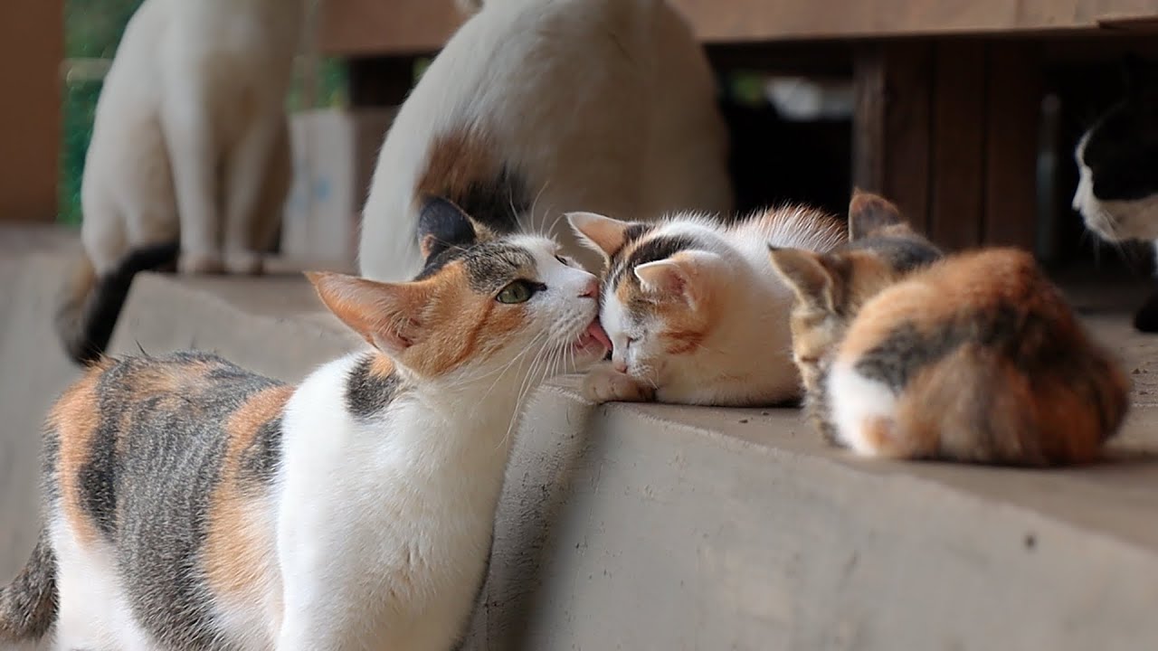 Mother Cat Licking Sleepy Baby