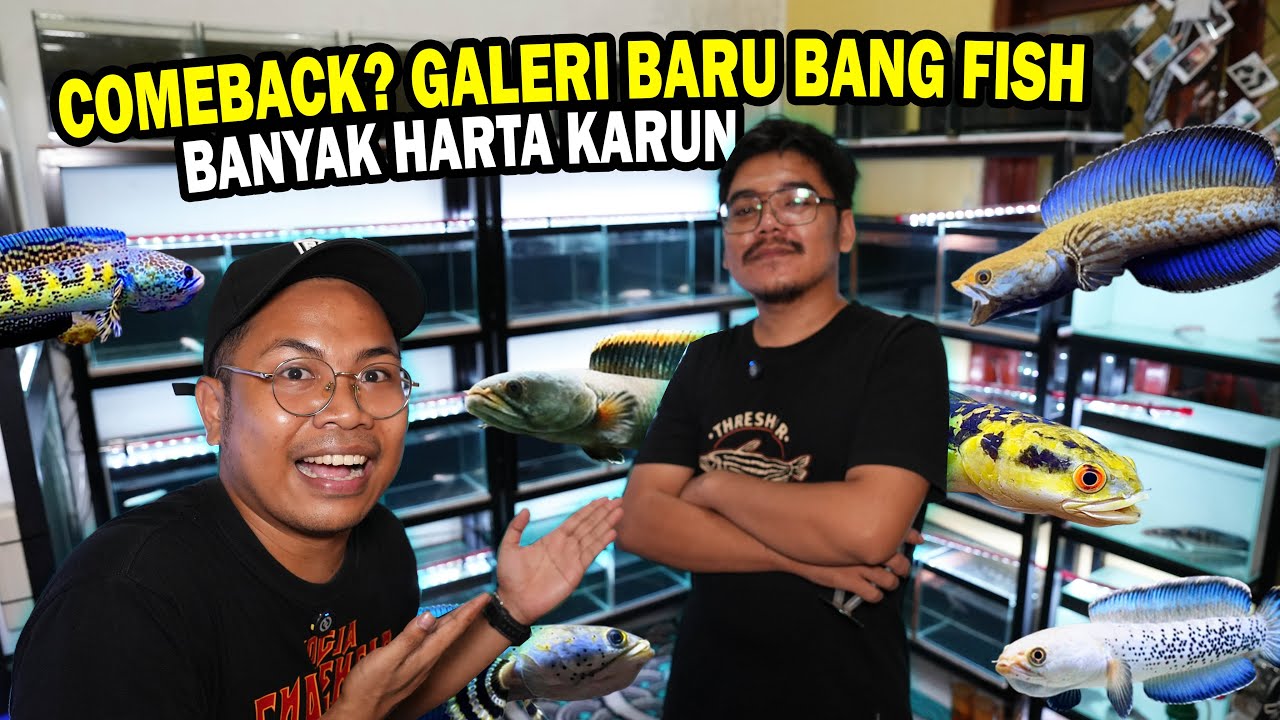 Gagal Pensiun? BANG FISH BUAT GALERI CHANNA TERBARU !!!