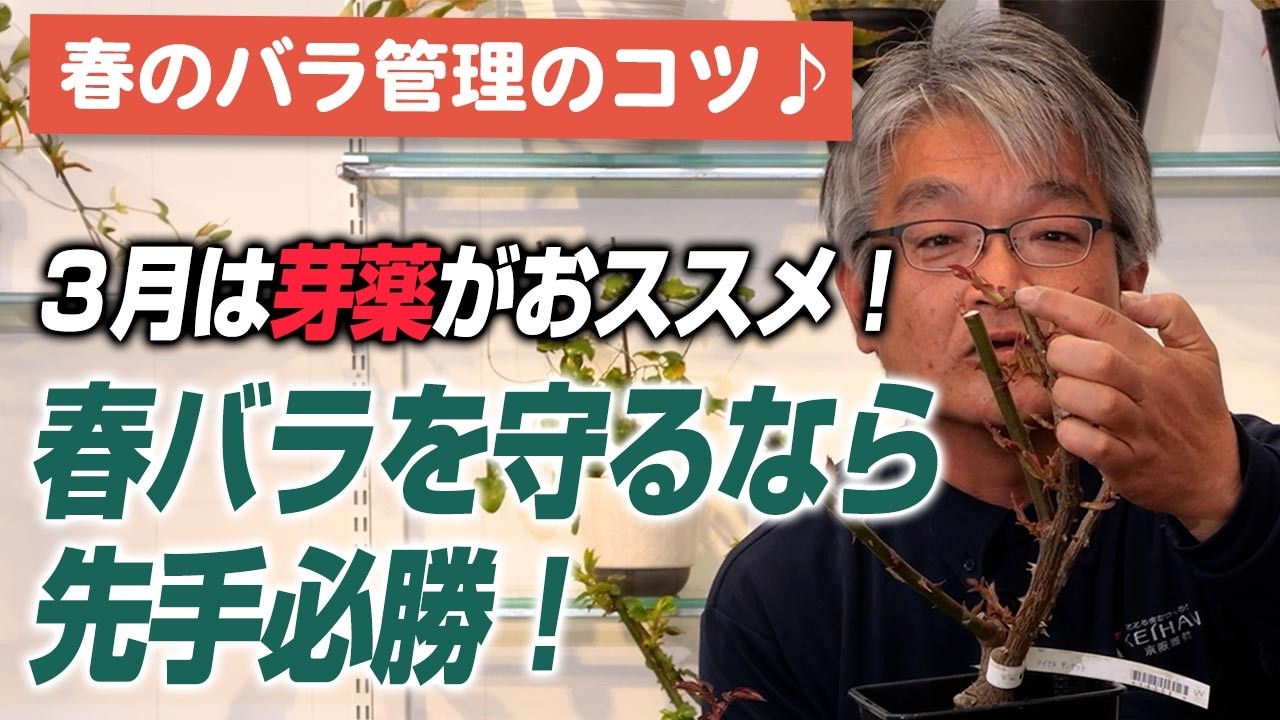 【バラの育て方】春のバラ管理のコツ♪3月は芽薬がおススメ！春バラを守るなら先手必勝！(2026年3月13日)