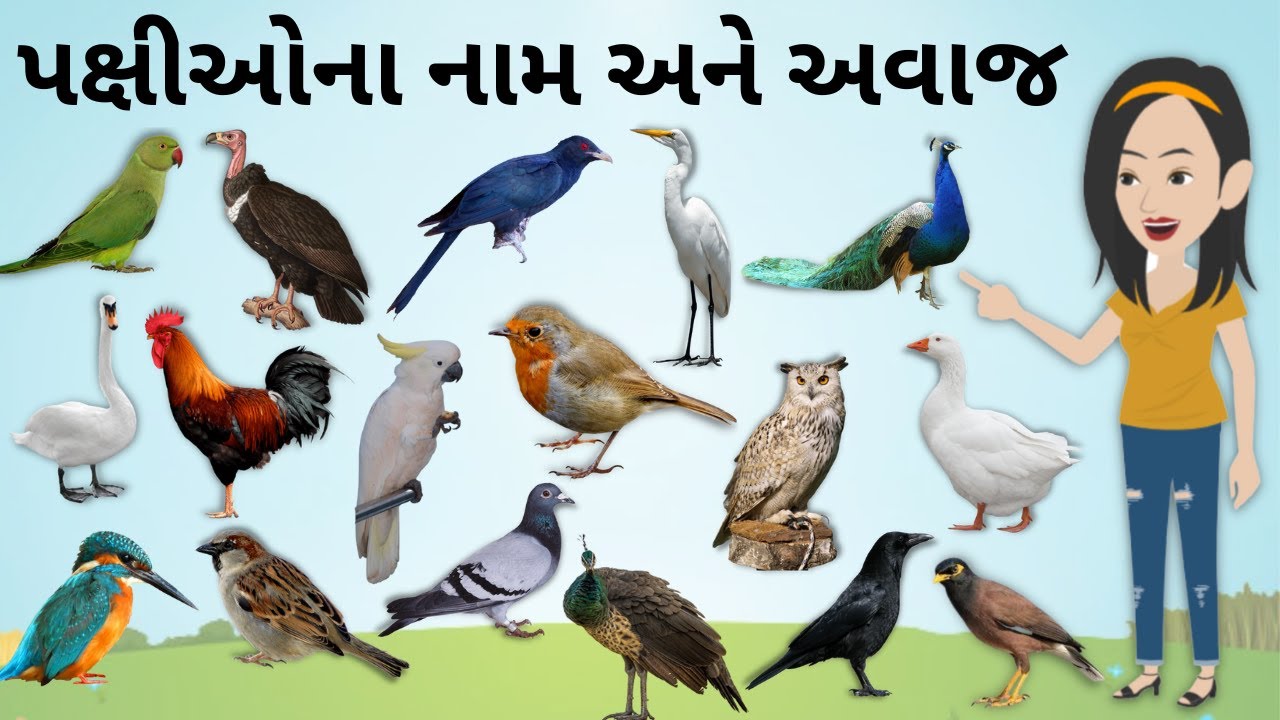 પક્ષીઓના નામ અને અવાજ | Birds Name And Sound | birds name in gujarati | KidsTube
