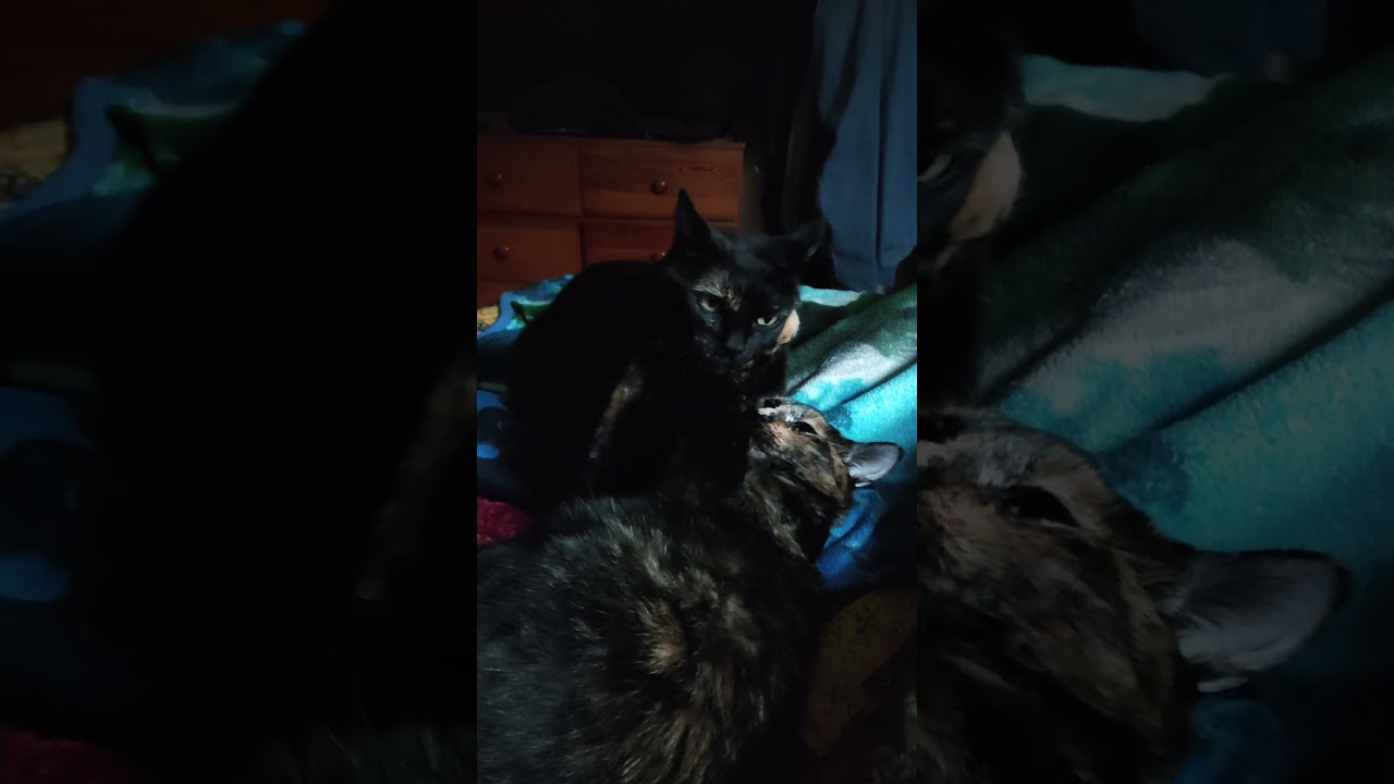 Bathing to battling to bathing! #cat #tortoiseshellcat #tortitude