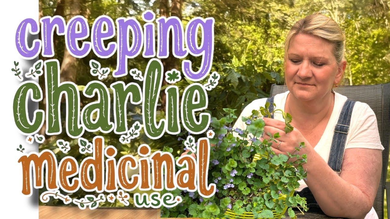 Creeping Charlie Medical Uses (Glechoma hederacea)