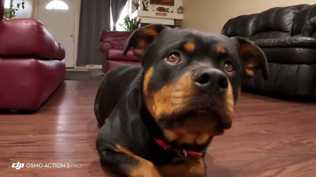 My Rottweiler &ldquo;moka&rdquo;