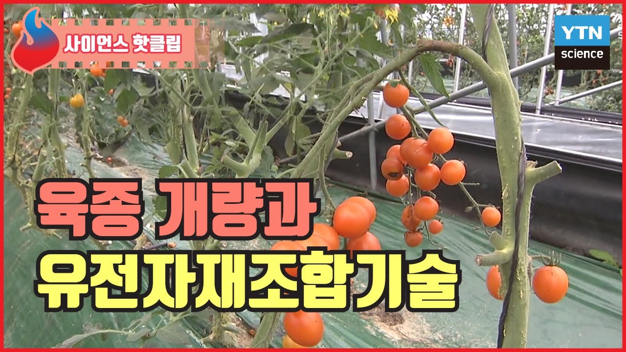 육종 개량과 유전자재조합기술의 차이점은? / YTN 사이언스