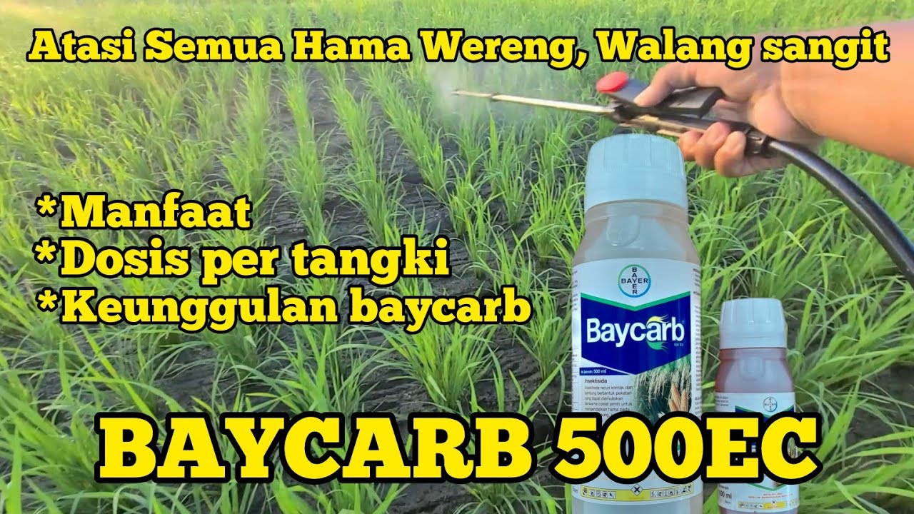 ATASI BERBAGAI WERENG DAN WALANG SANGIT PAKAI BAYCARB 500EC