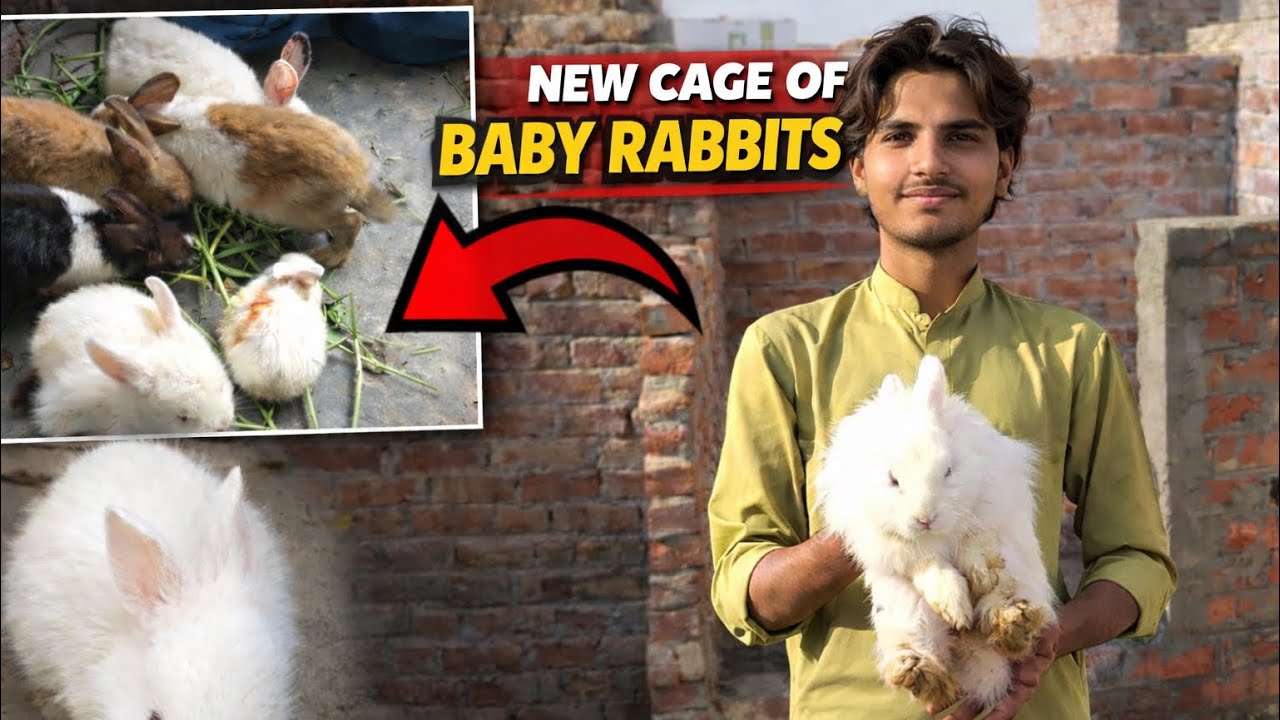New cage of baby rabbits 