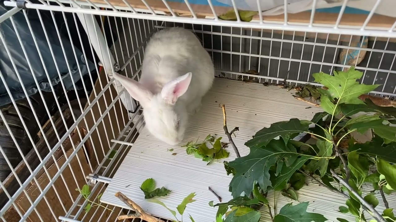 TREE FODDER FOR THE MEAT RABBITS (pushing out poop)