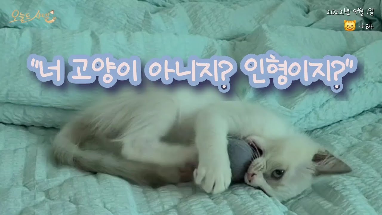 랙돌 고양이 샤넬의 치명적인 귀여움.. 솜방망이 뒷발팡팡 보실 분? 🥊💙 (Ragdoll Kitten Vlog)
