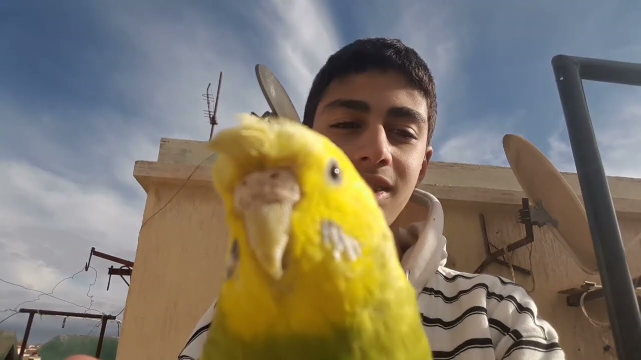 فوائد النعناع للطيور وطريقه تقديمه❤🐦🕊