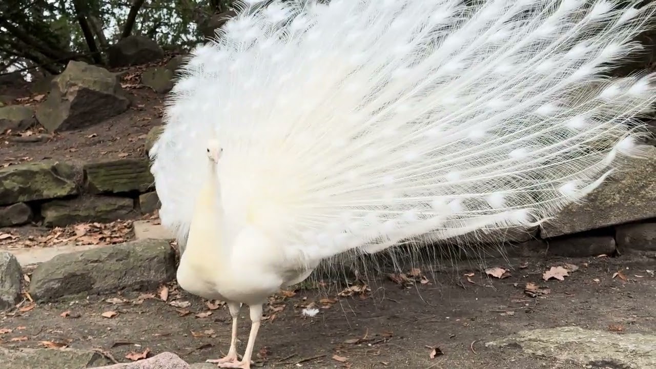 White peacock opened feathers - 4K