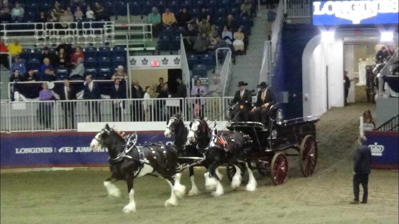 Highlights of Clydesdale Unicorn Hitch Competition at The Royal Horse Show (November 6th, 2024)