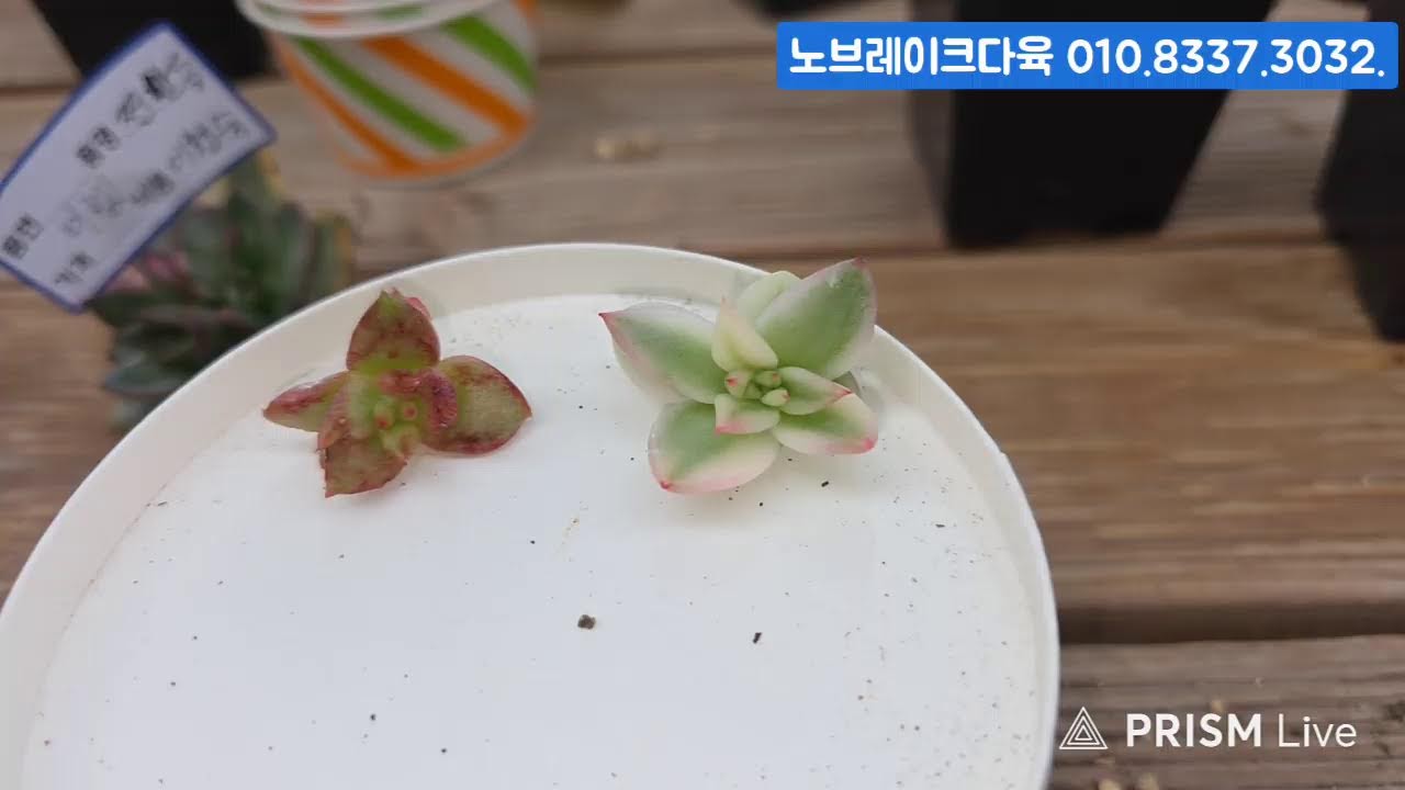 (3.14.토) 노브레이크다육 #금다육 #식물 #흙 #라이브 방송