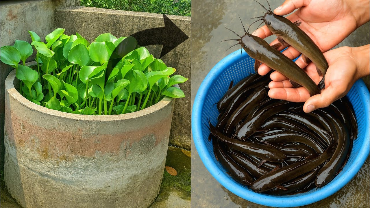 Unbelievable Rooftop Catfish Farming | My Village Fishing Life #VillageFishing #Catfish #fishing