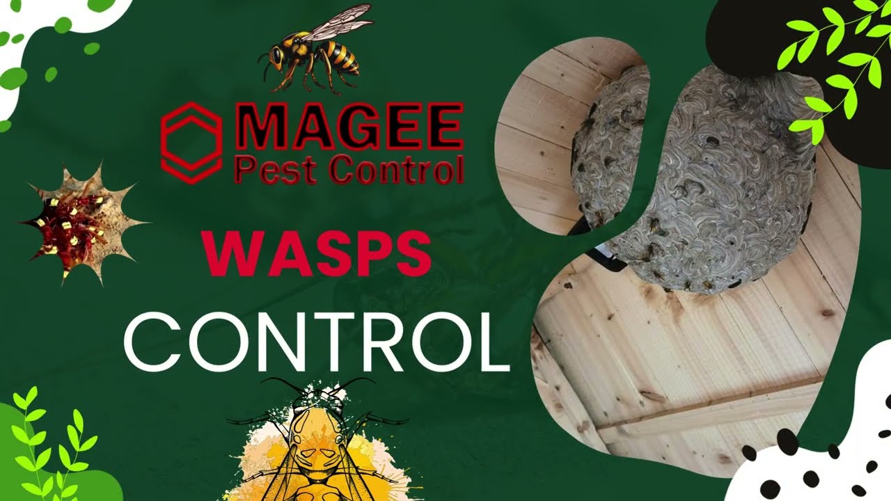 Your Trusted Pest Control Experts |  Effective Removal of Rodents, Wasps, Bedbugs & More