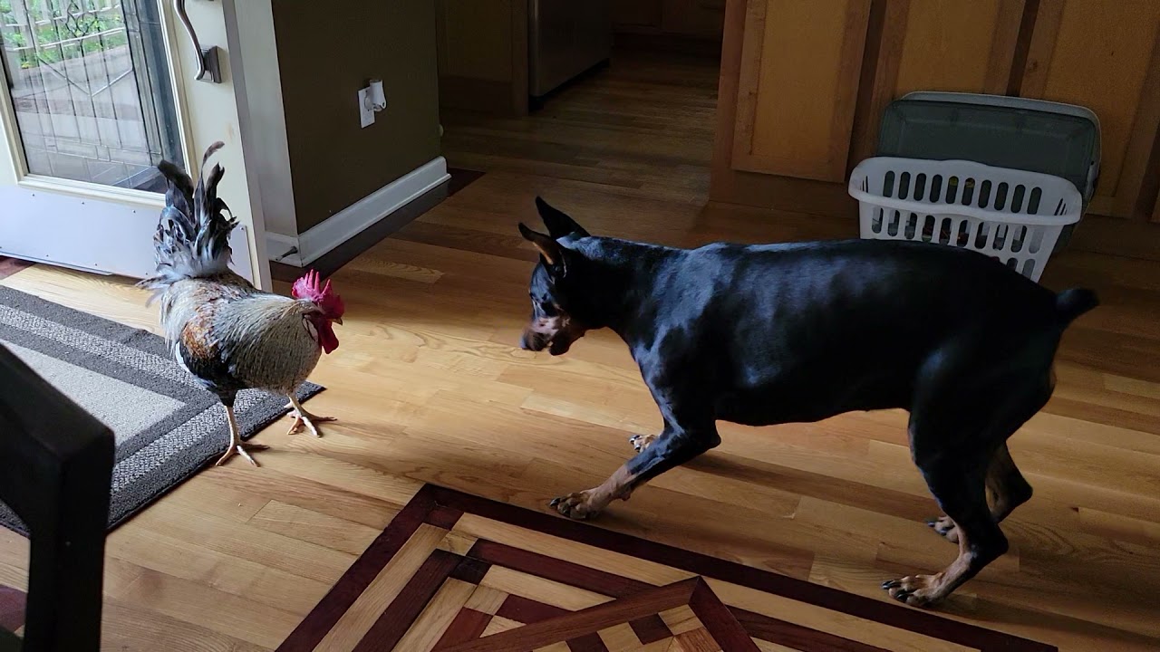 Phoebe the Doberman playing with Rooster
