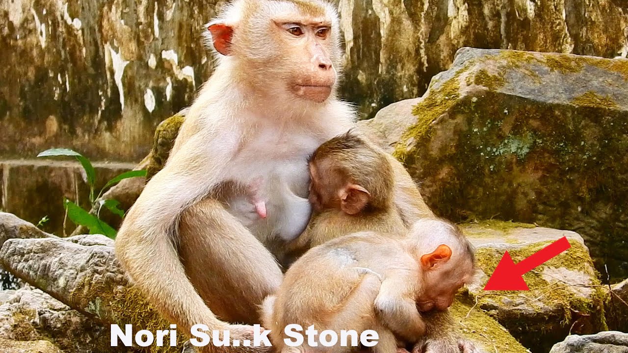 So Pi..t..y! BB Nori sleep su...king stone replace milk, while Rainbow get milk from Libby