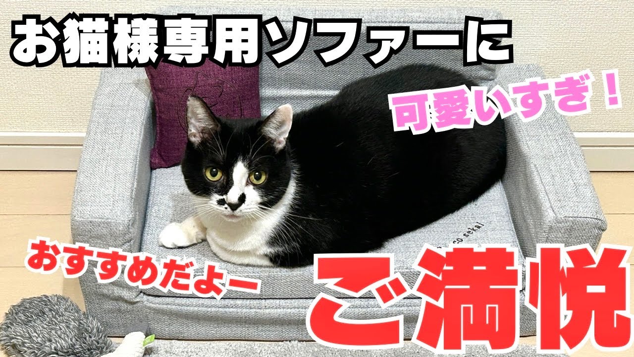 ペット用家具に挑戦、くつろぐ姿がかわいすぎ！