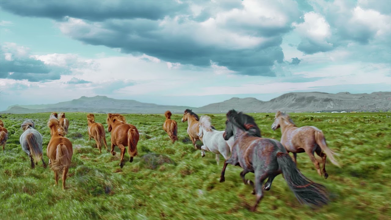 Horses running in a field | slo-mo | slow motion | by non copyright videos