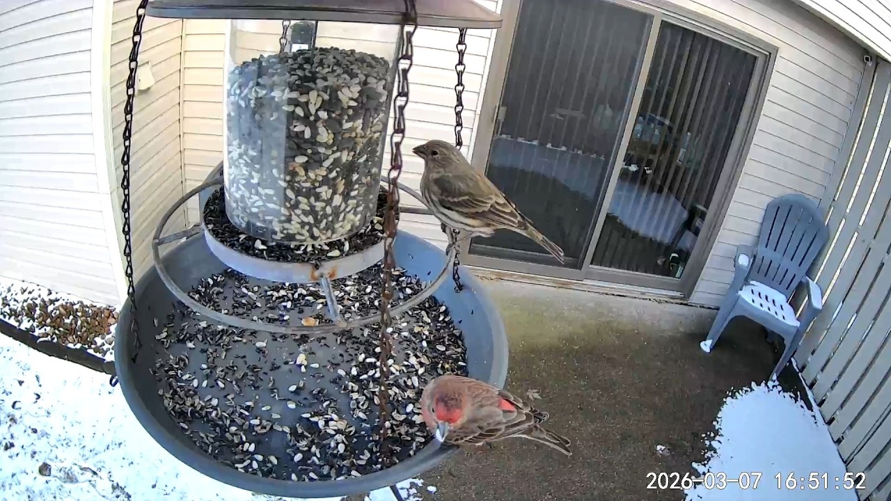 2026/03/07 - An adorable House Finch couple enjoying some tasty seed as the snow slowly melts away
