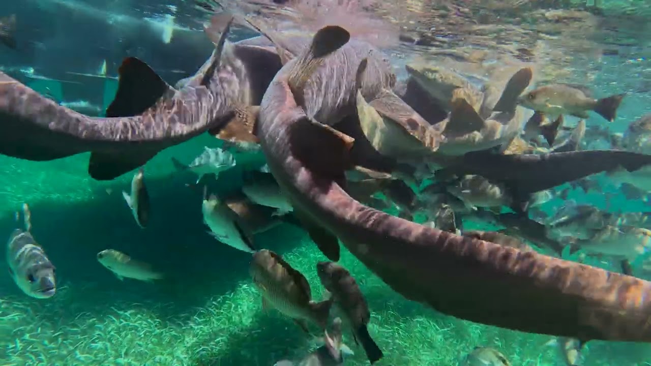 2025 Hol Chan, SHARK ray alley and the BLUE HOLE with BELIZE PRO DIVE CENTER AMBERGRIS CAYE BELIZE