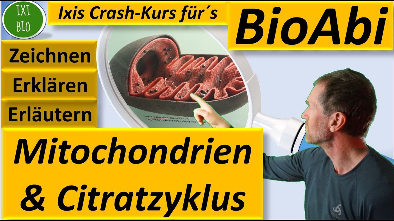 Citratzyklus der Zellatmung - Bau und Funktion von Mitochondrien -  Zitronensäurezyklus Bioabi 2022