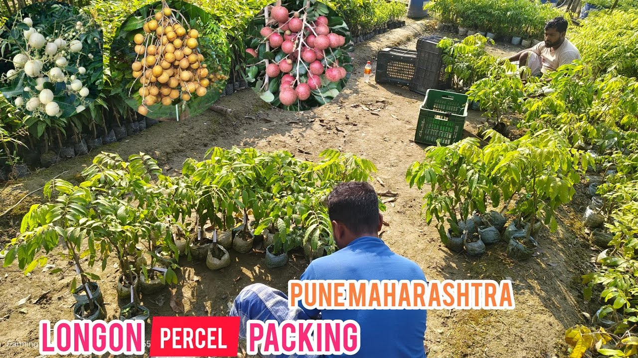 Top 5 Verity longan ✅ || Today percel packing || pune Maharashtra || 2 Days Delivery wholesale price