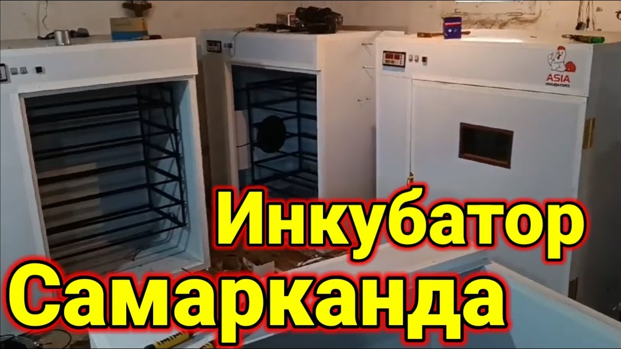 Самарканда инкубаторлар сотилади