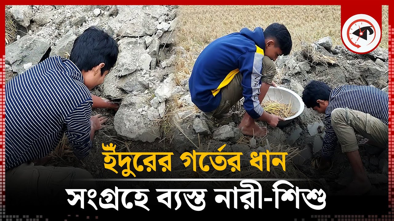 ইঁদুরের গর্তের ধান সংগ্রহে ব্যস্ত নারী-শিশু | Rajarhat | Kurigram | Mouse Hole | Kalbela