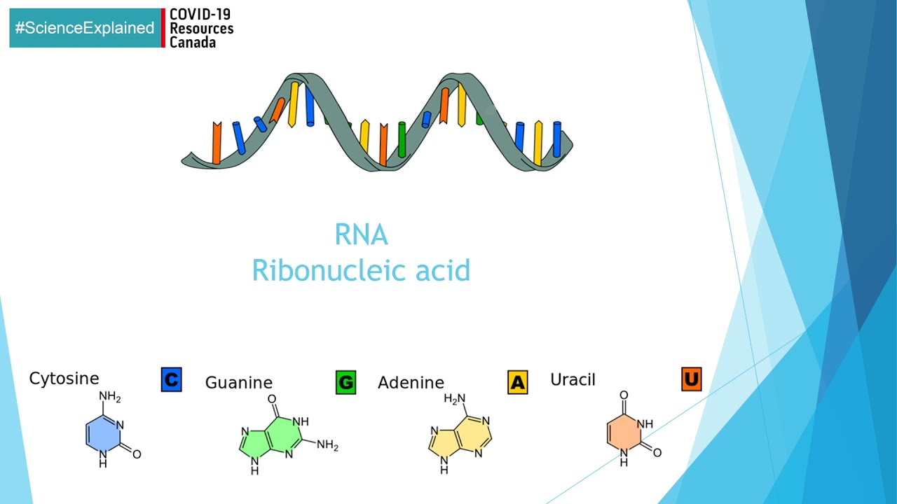 #ScienceExplained | What is mRNA?