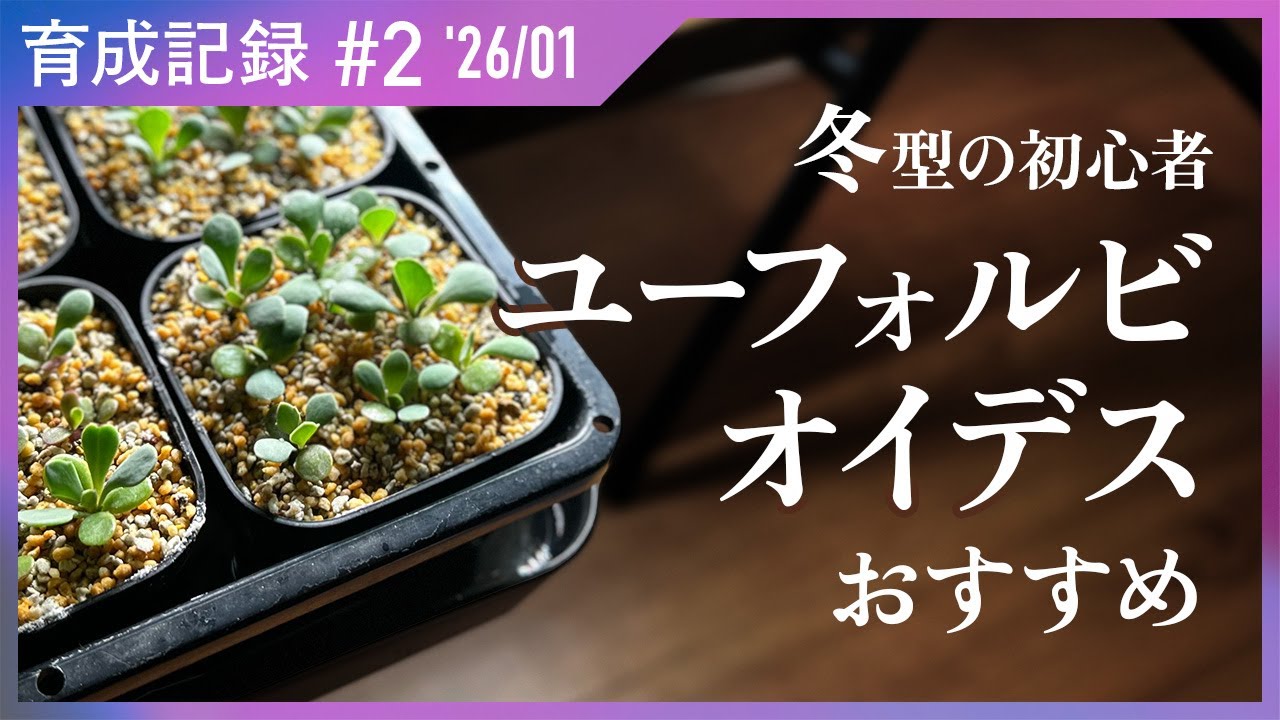 冬型初心者はユーフォルビオイデスやったほうがいい | 塊根植物の育成記録 #2