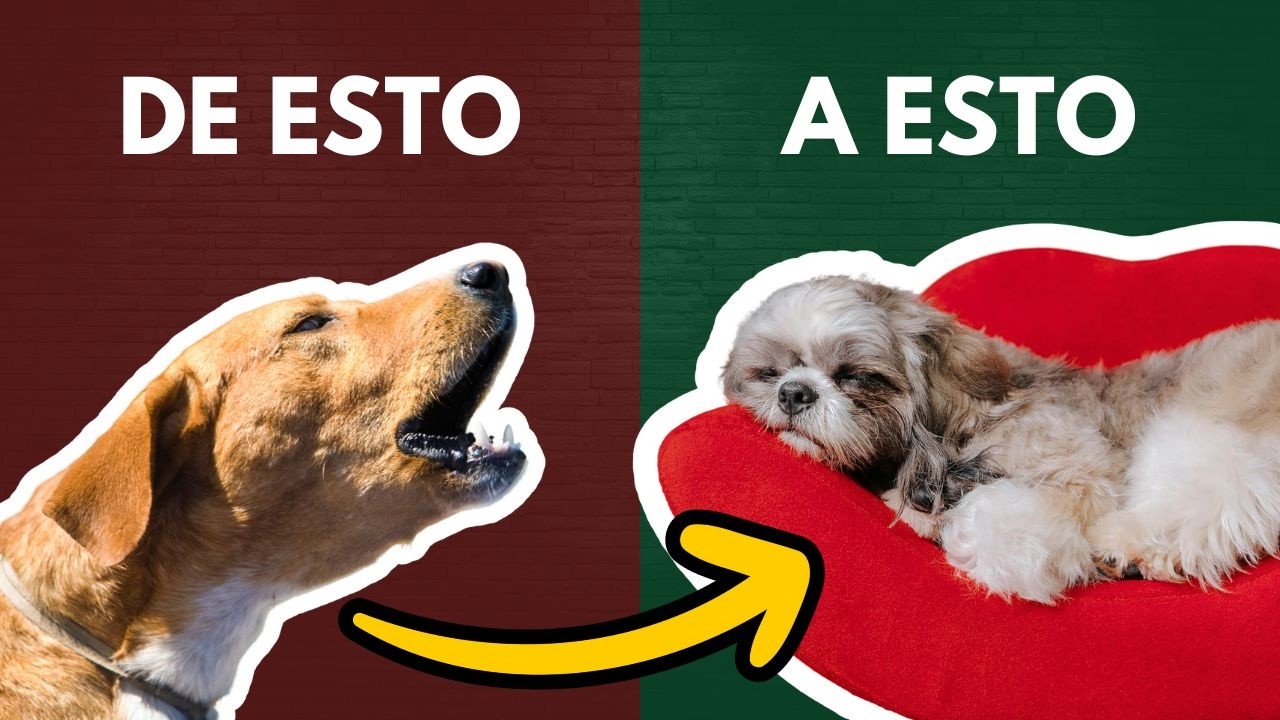 ✅ Ansiedad por Separación: Solución para que no llore ni ladre