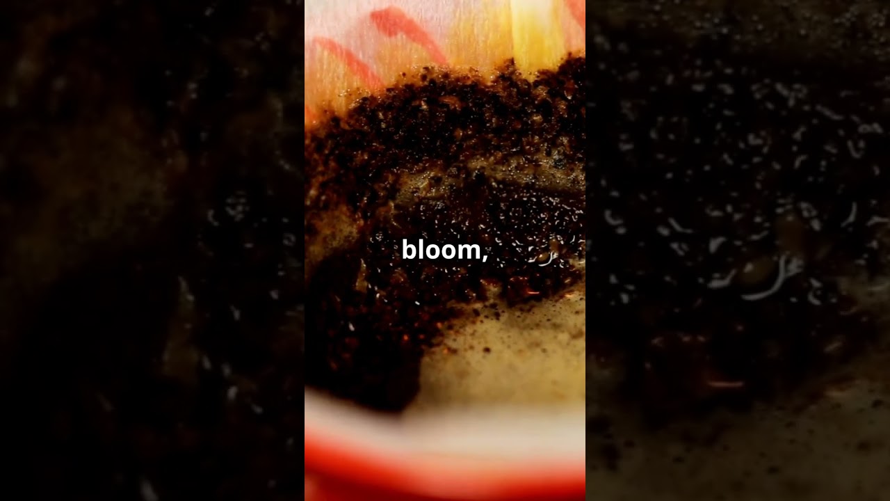 The Perfect Morning Coffee in 30 Seconds #MorningRitual #CoffeeExperience #FrenchPress