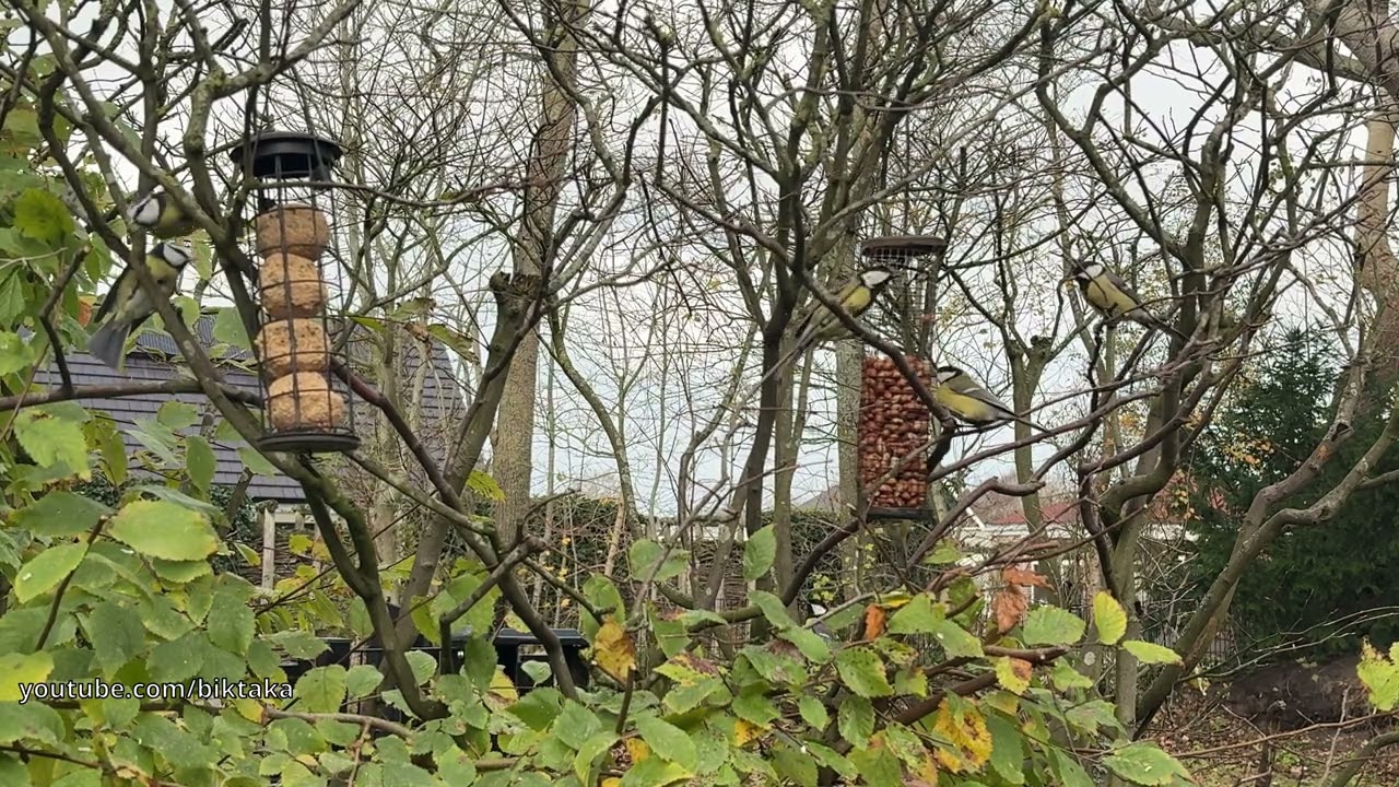 ASMR for Cats: Birds Feeding for 1 Hour (4K)
