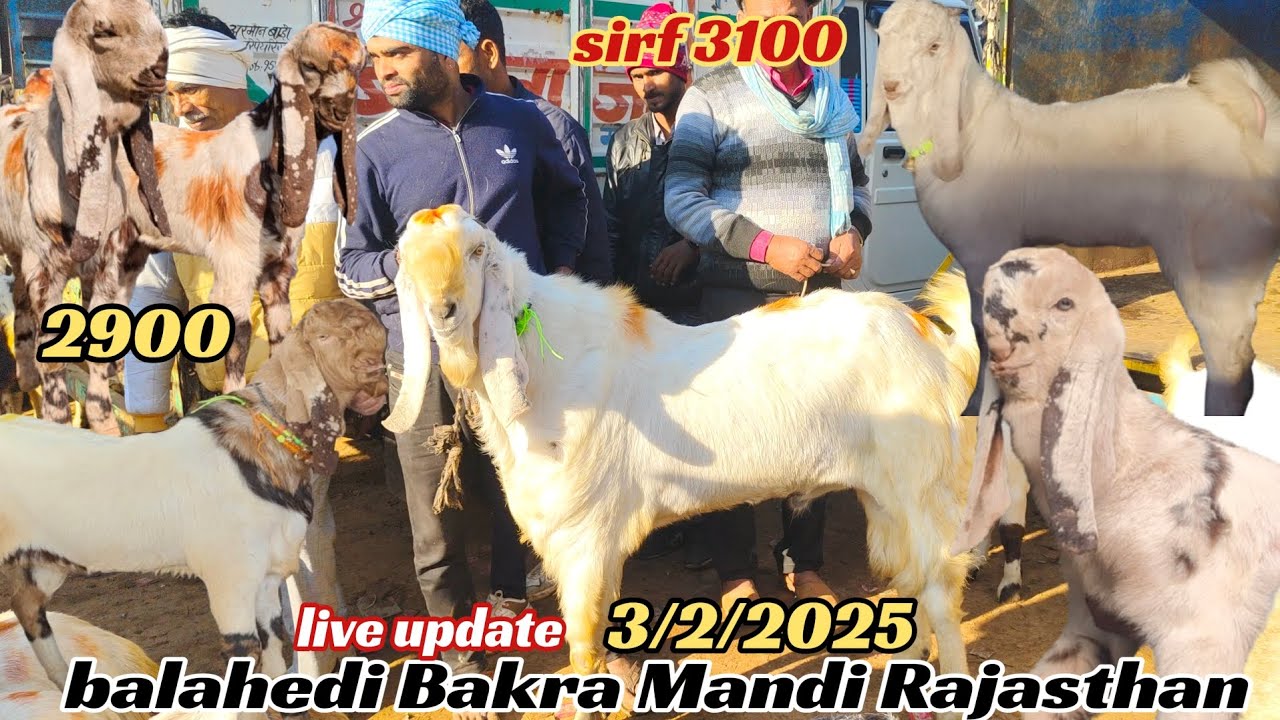 Balahedi Bakra Mandi Rajasthan live update 3/2/2025 Sabse Badi Bakra Mandi Rajasthan totapuri Mewati