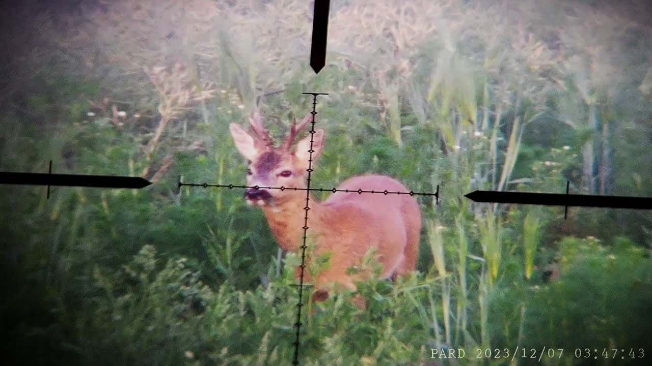 June 2024 Roe buck - Test new riflescope SWFA 10x42