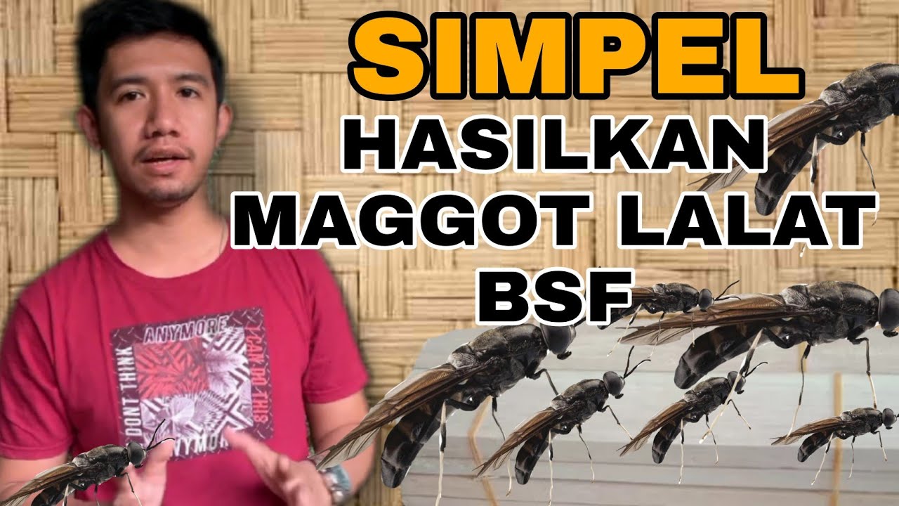 CARA SIMPEL | Cara paling mudah budidaya maggot lalat bsf dengan bahan ekonomis.