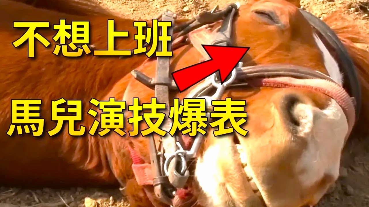 这匹马为了逃避上班，每天故意装晕摆烂，没想到最后成了演员【小奶狗观影】#搞笑#宠物