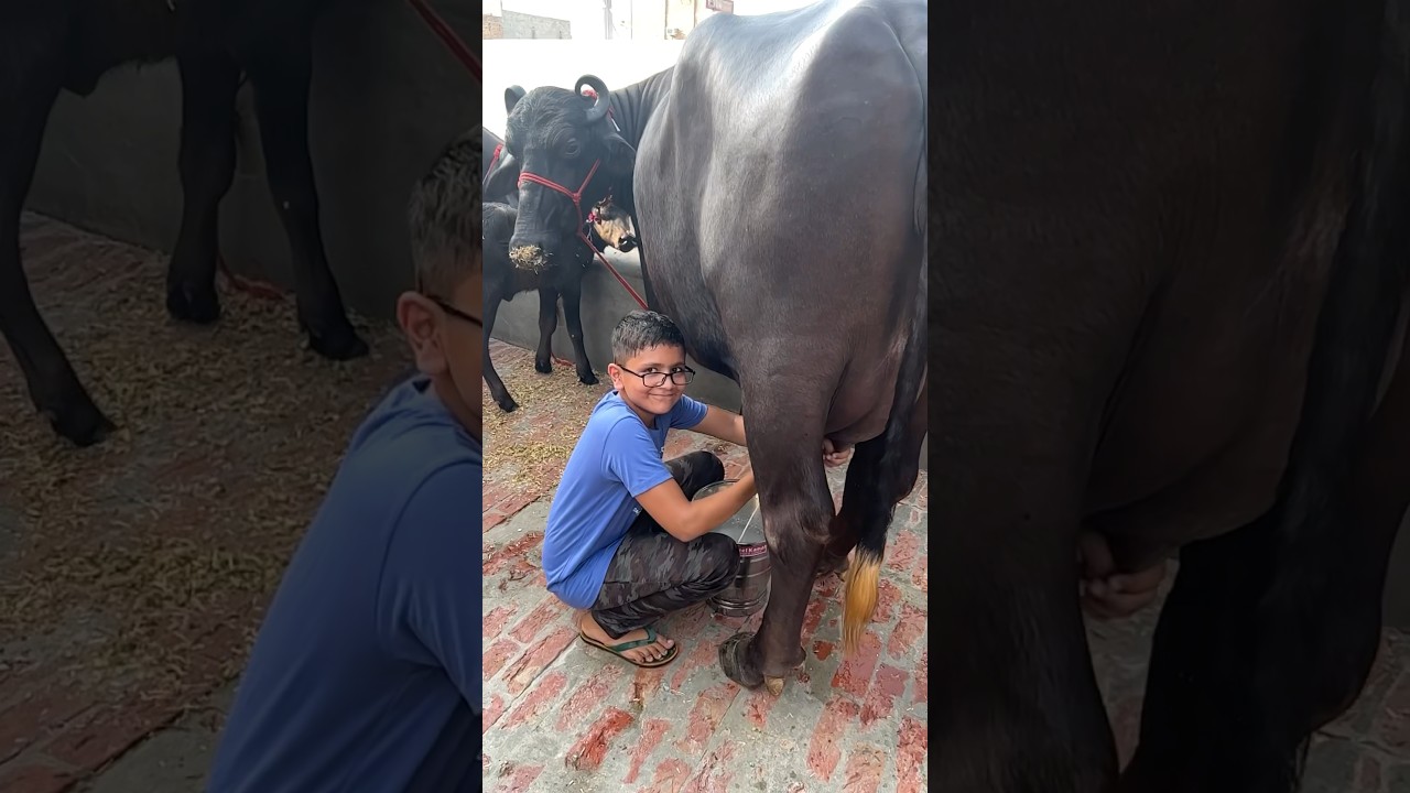 Little Boys Milking Buffalo #shorts #ajaybindroli #jasbirjhamola